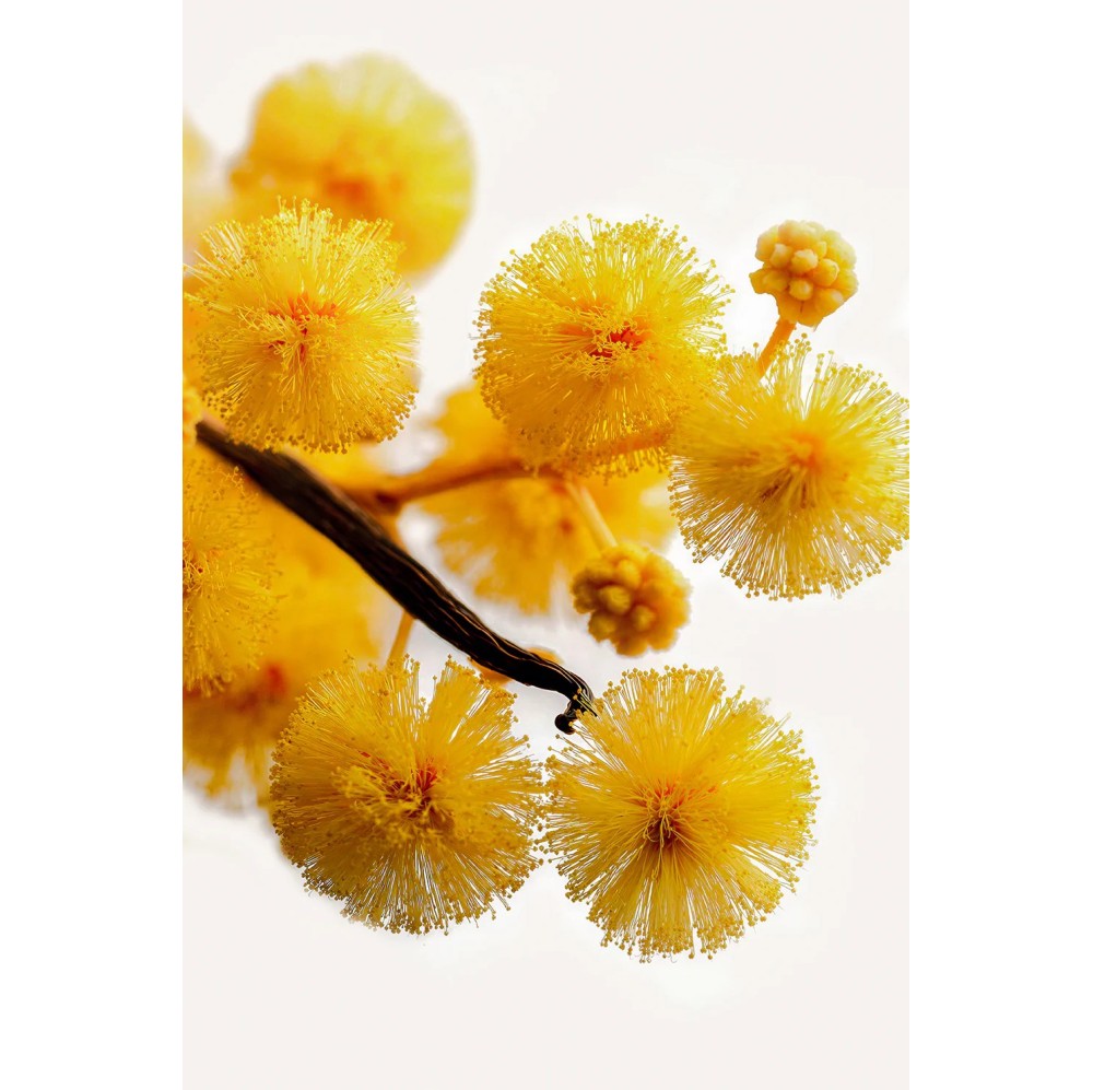 ACACIA
