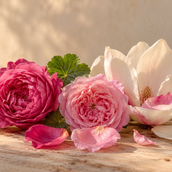 Note di cuore: Geranio, Magnolia, Rosa Turca, Rosa Marocco