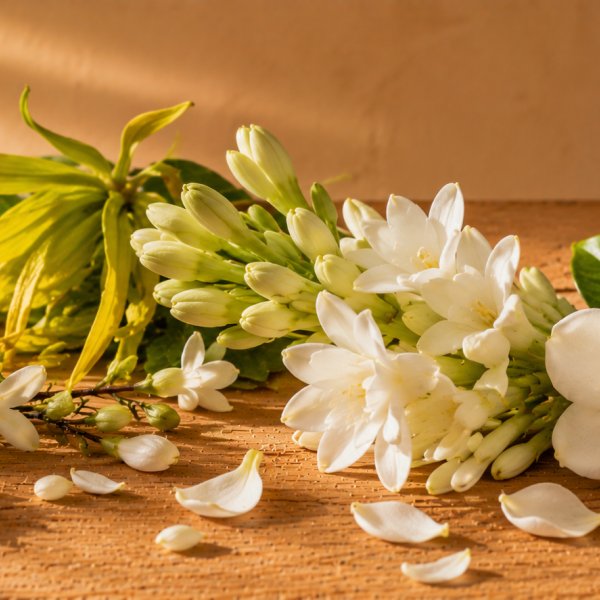 Top notes: Ylang Ylang Absolute, White Flowers
